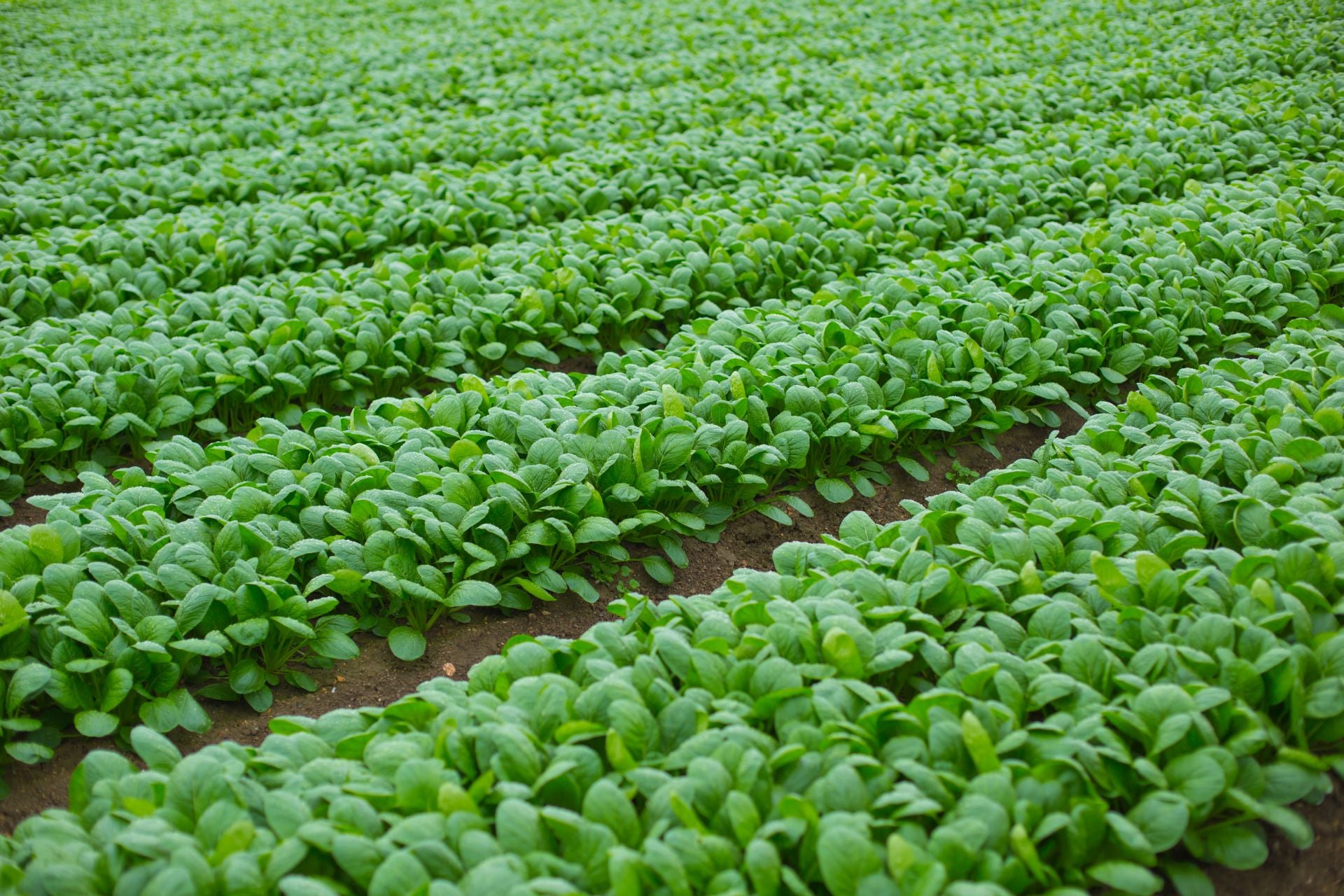 Semi Di Pomodoro Piennolo - Sementi Per Orto, Pomodorini Rossi E Saporiti - Foto 4