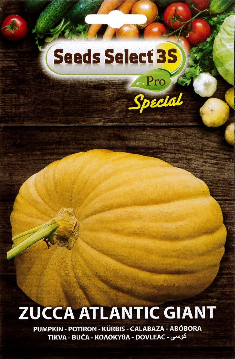 Piantina Di Zucca Gigante Atlantic Giant - Foto 8