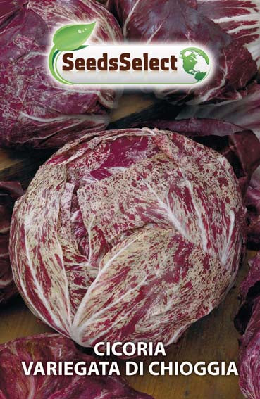 Cicoria Variegata di Chioggia – Seeds Select Pro