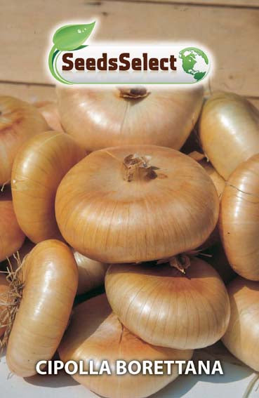 Semi Di Cipolla Dolce Giarratana - Foto 11