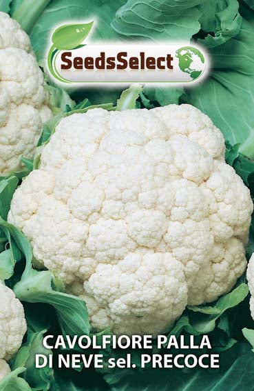 Bustina Semi Cavolfiore Palla di Neve Bianco Hortus Bustina Semi Cavolfiore Palla di Neve Bianco Hortus