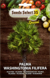 Load image into Gallery viewer, seme di palma washingtonia filifera