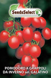Carica l&#39;immagine nel visualizzatore di Gallery, Pomodoro a grappoli da inverno sel. Galatino